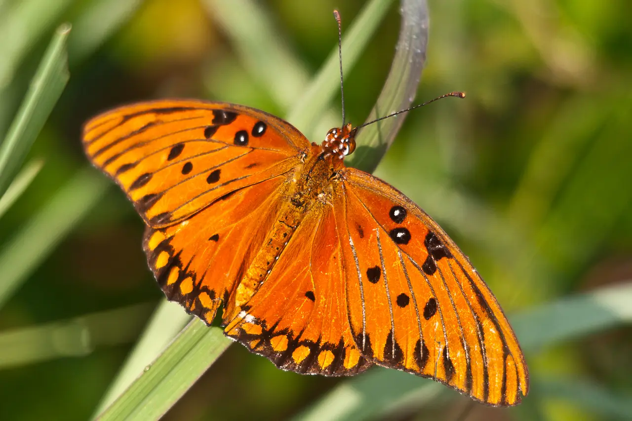 An orange butterfly with black spots on its open wings