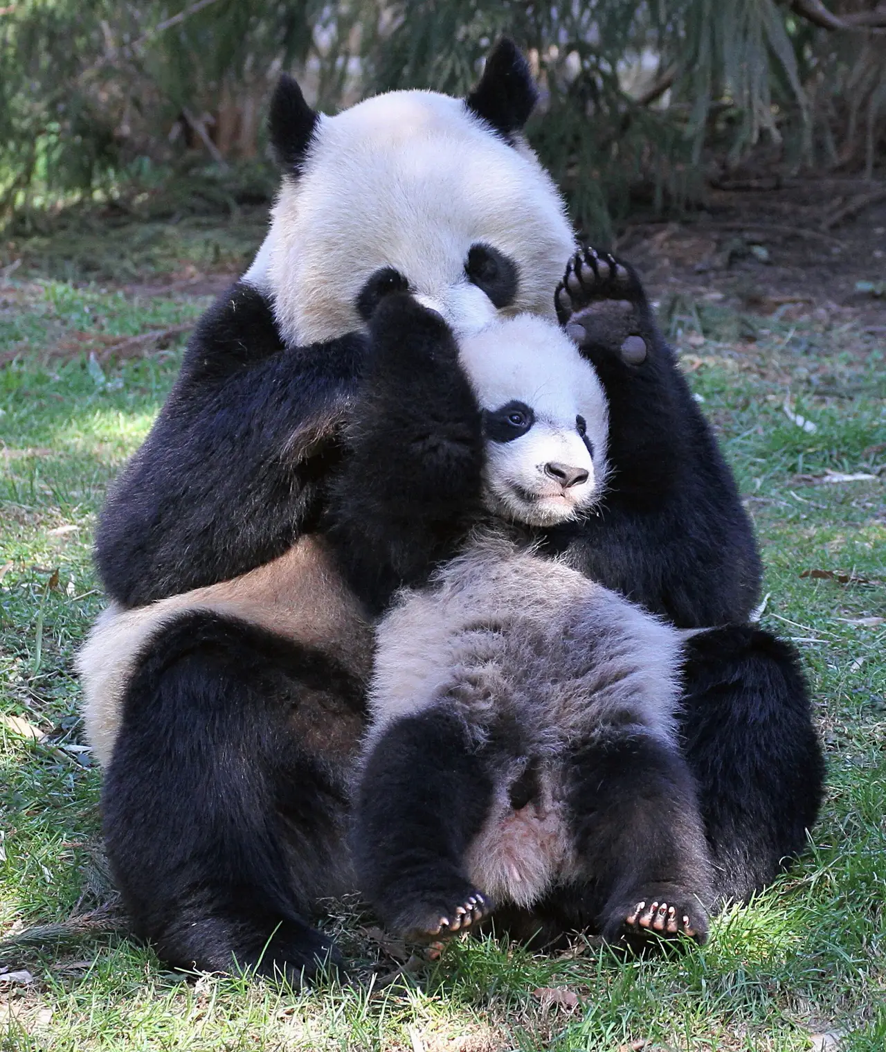 A giant panda cub held against its mother on grass