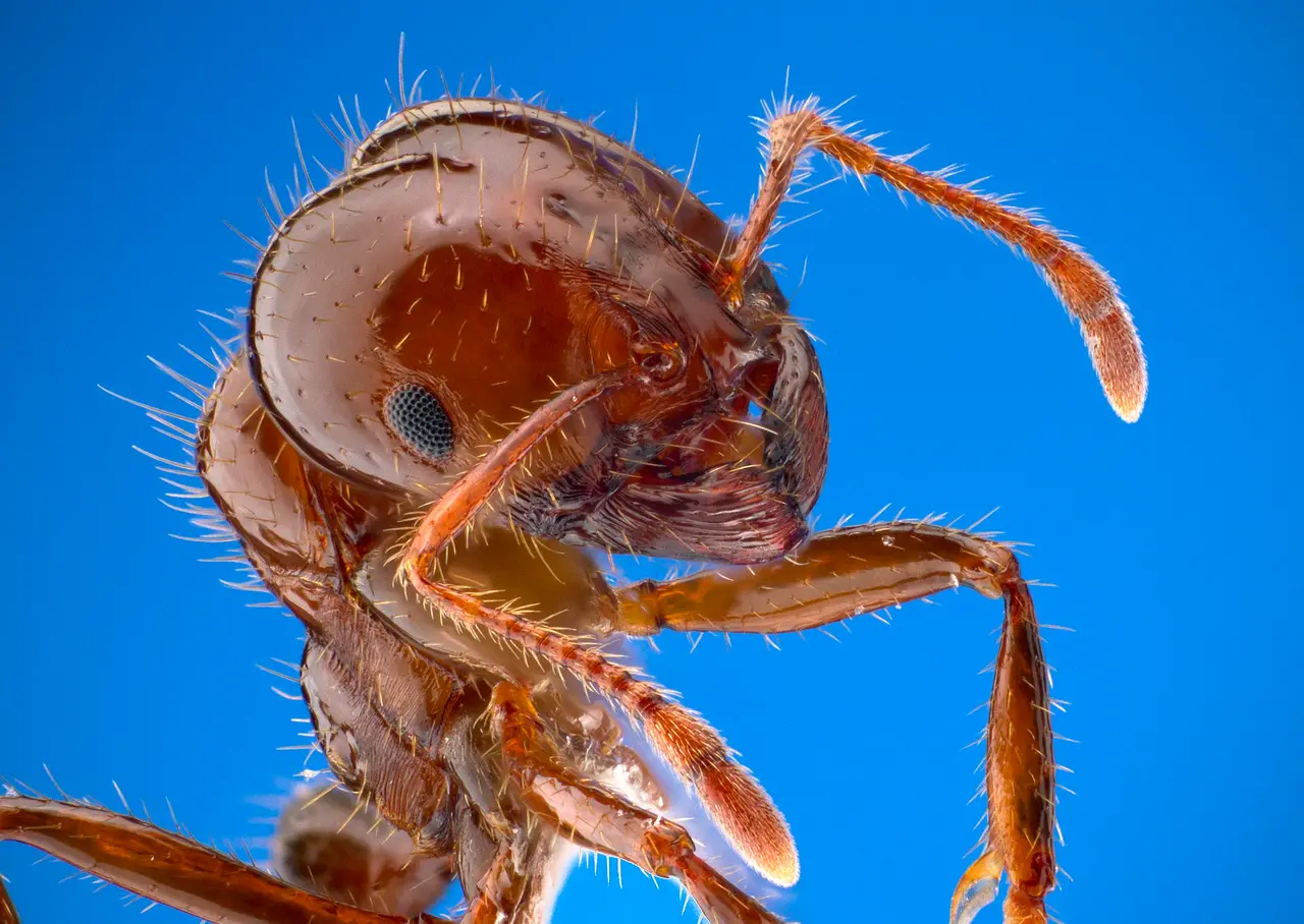 A magnified red-brown ant head and legs on a blue background