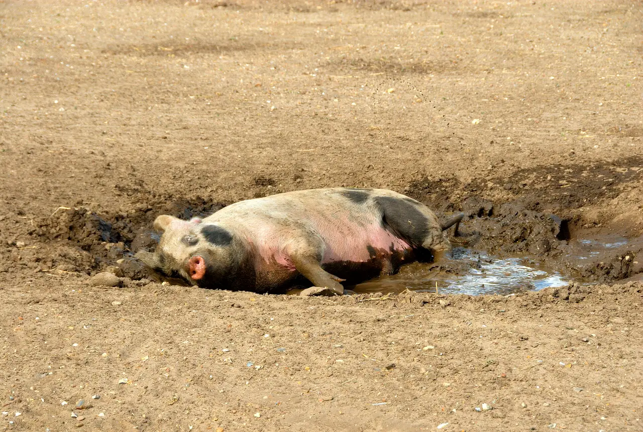 A pink and black pig resting on churned muddy ground