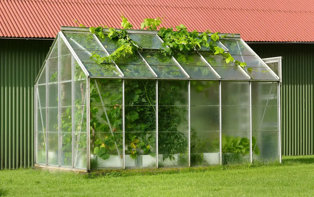 A small glass greenhouse on grass with vines growing from the roof