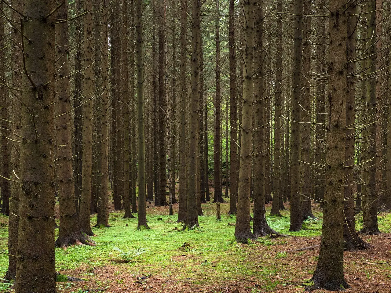 Tall straight spruce trunks above a mossy forest floor