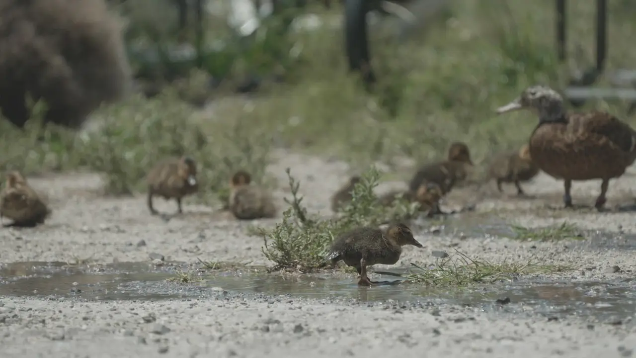 Small brown ducklings and an adult duck beside a puddle