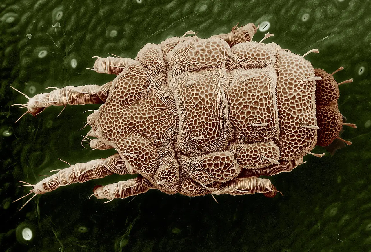 Overhead view of a yellow mite with a patterned shell on a green leaf