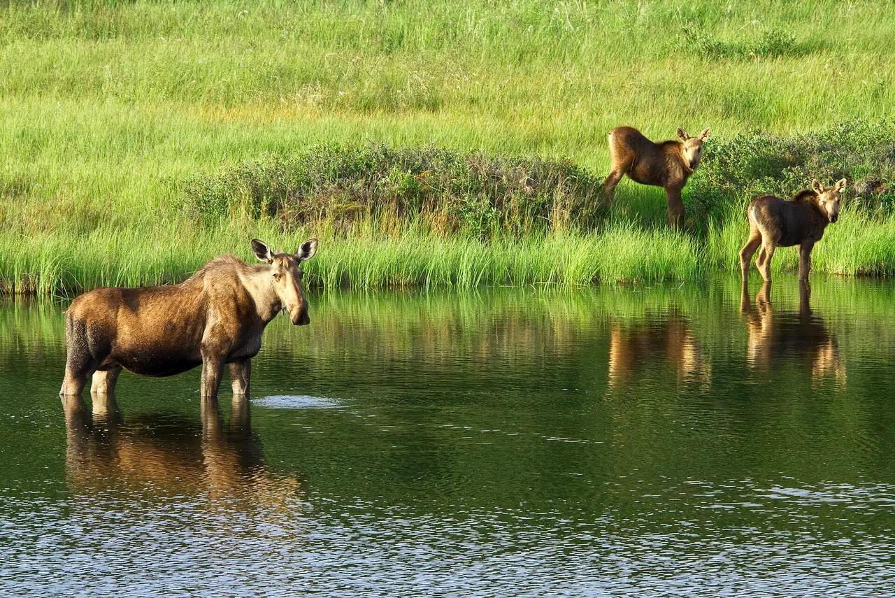 A moose standing in a pond with two calves on the bank