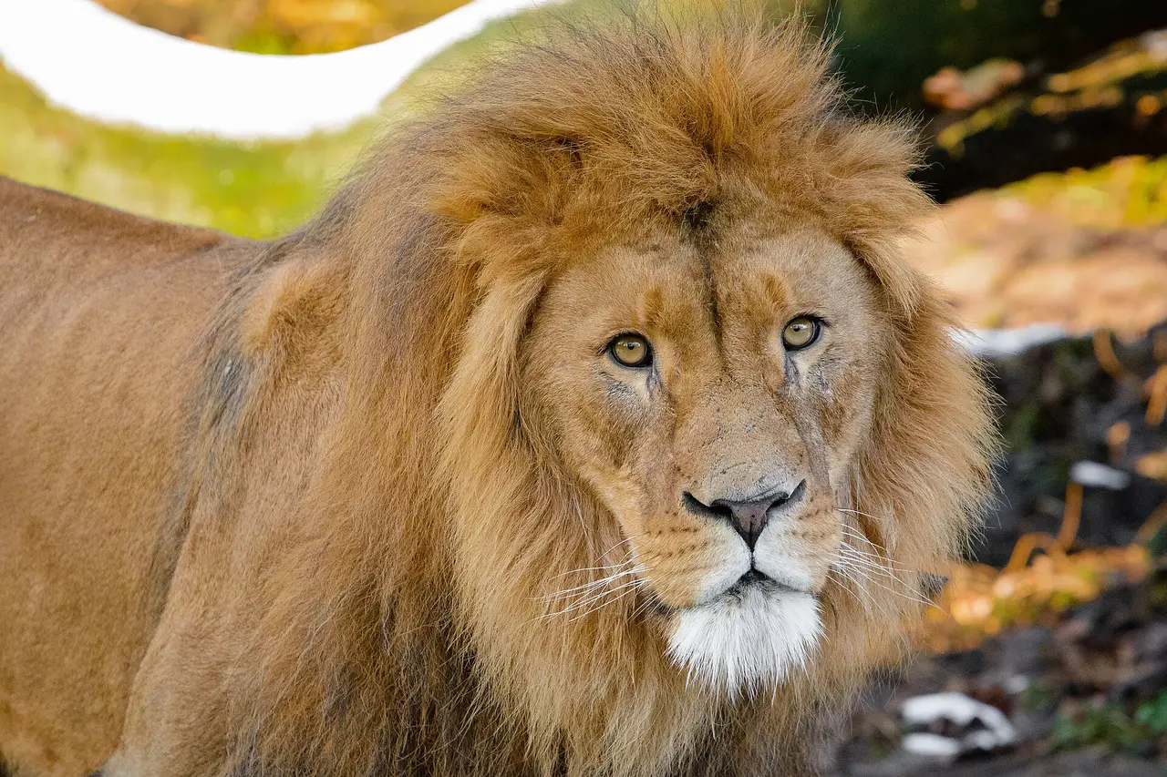 The head of a male lion with a full mane