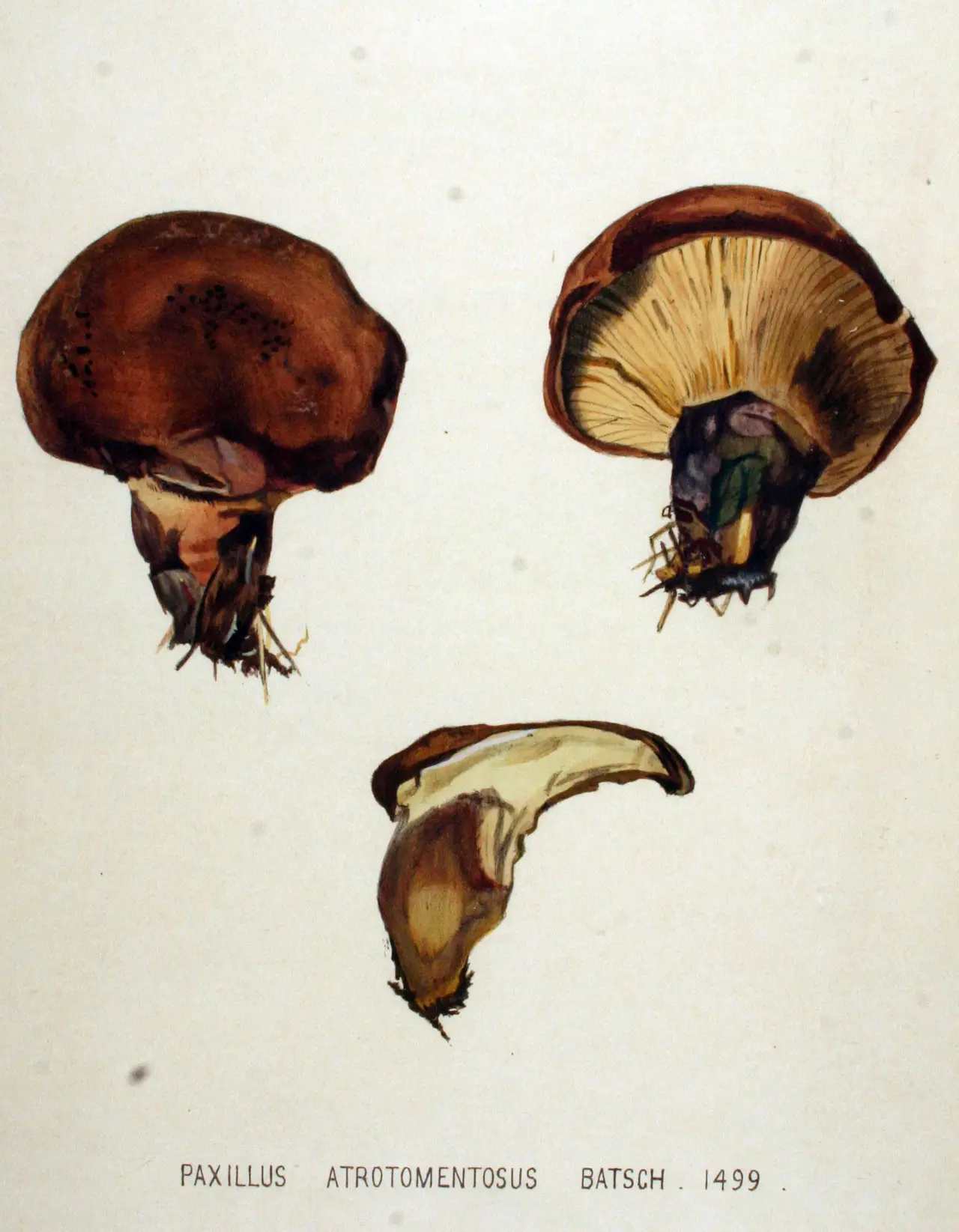 A coloured plate of a brown mushroom with cut sections