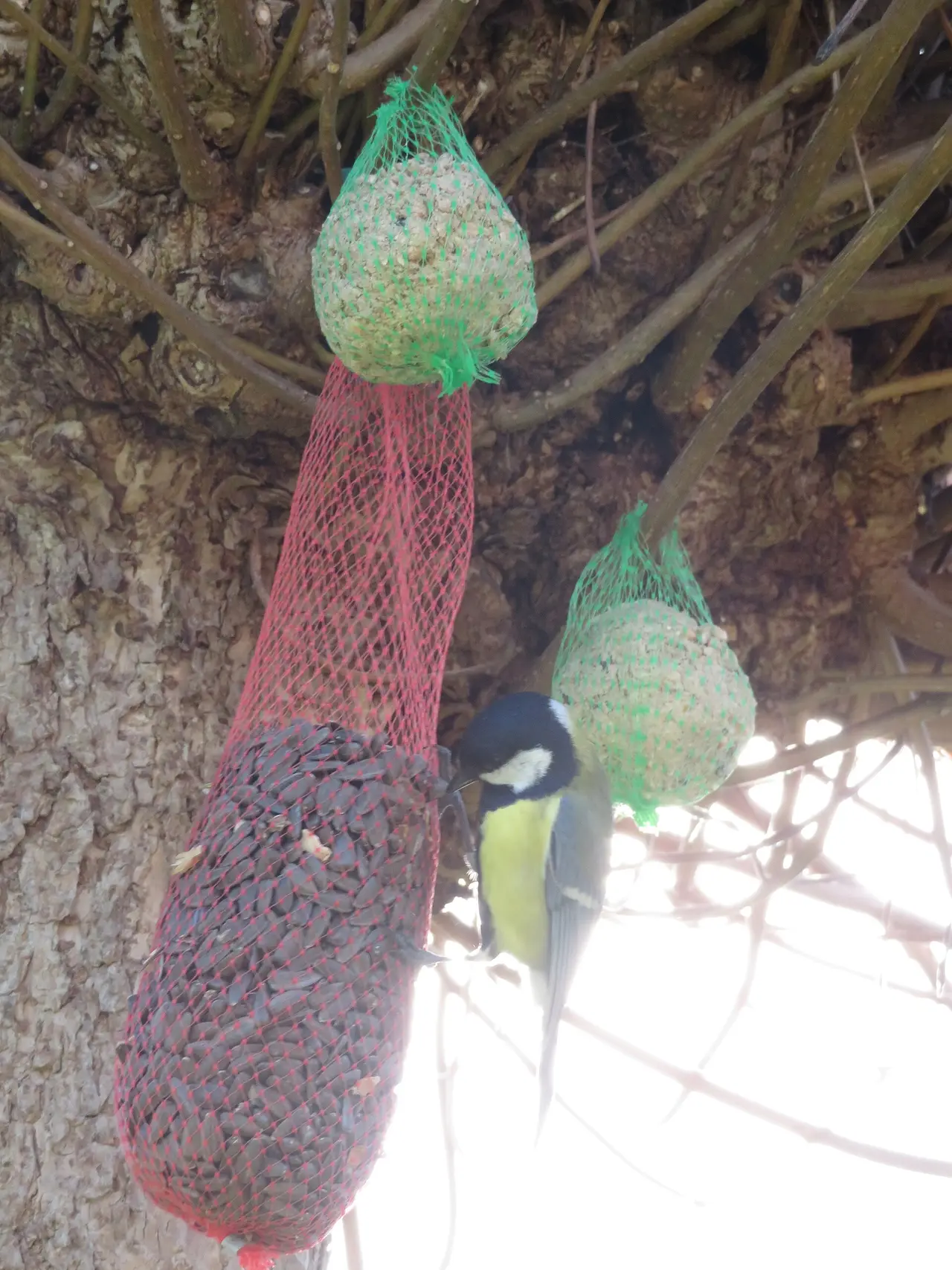 A small yellow and black bird on a red net feeder hung from a tree