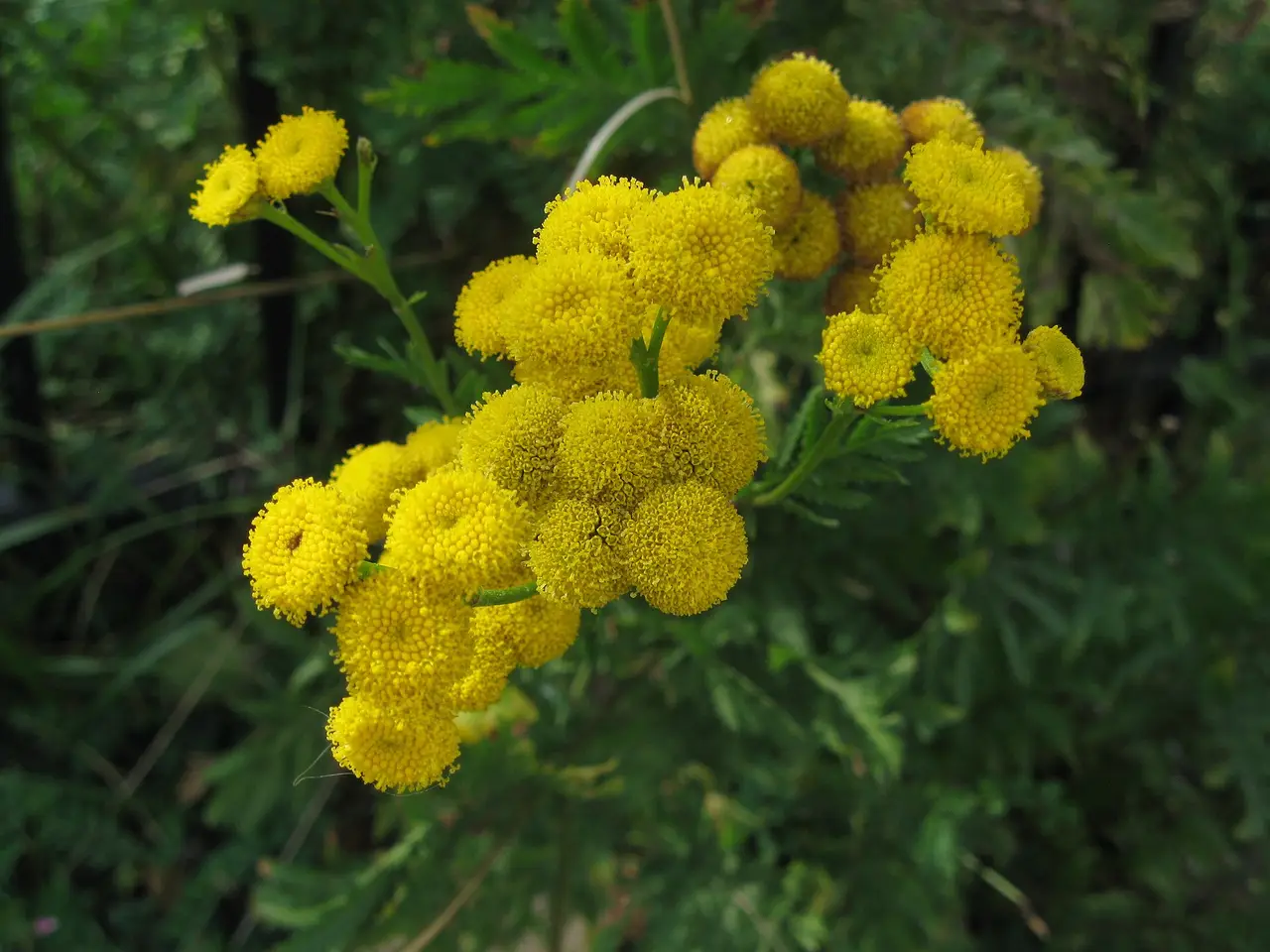 Clusters of round yellow tansy flower heads above green leaves