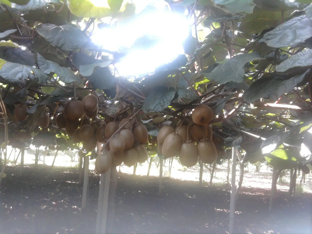 Brown kiwifruit hanging beneath a canopy of leaves on a trellised plantation