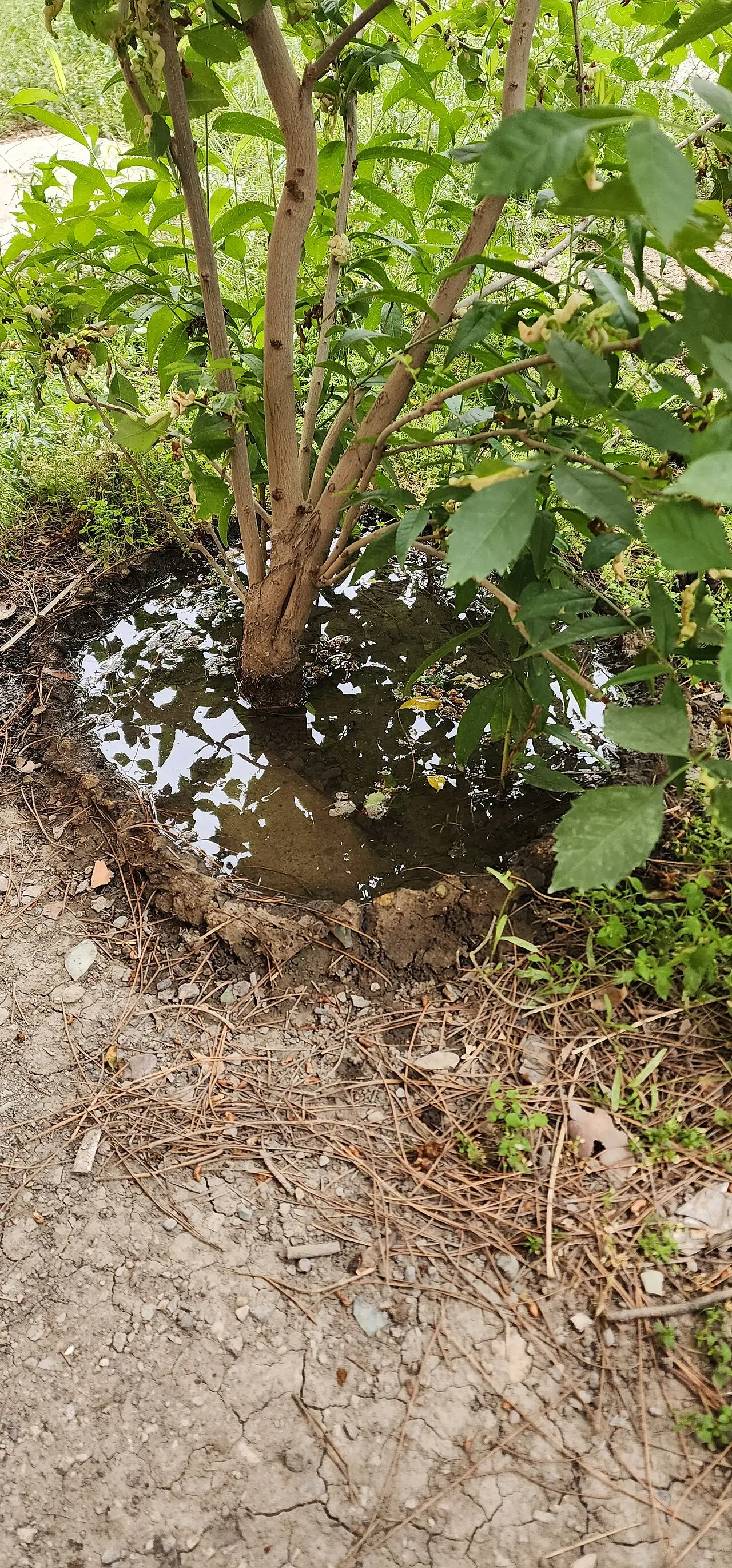 A young plant with wet soil around its base in dry ground