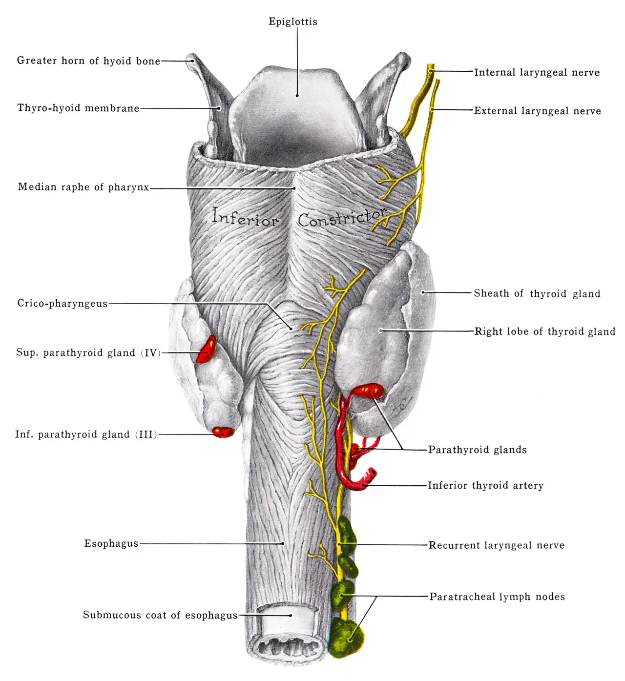 Anatomical drawing of the thyroid and parathyroid glands from behind