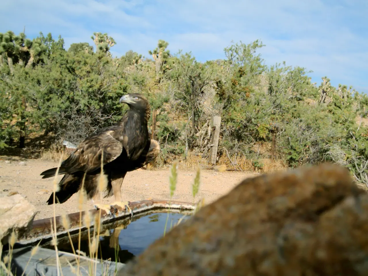 A golden eagle standing near water among desert scrub