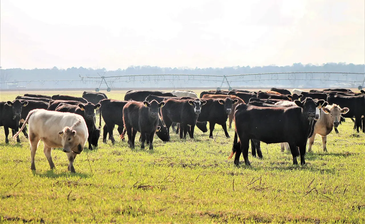 A herd of black and pale cattle on green pasture