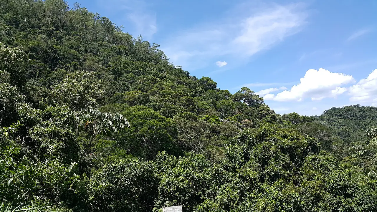 Forested hills of the Atlantic Forest in Brazil