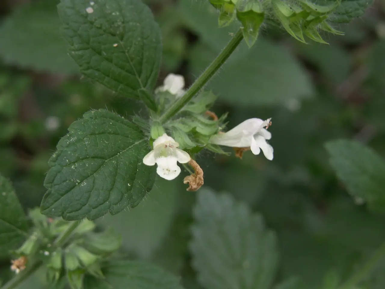 Lemon balm plants with green serrated leaves in bloom