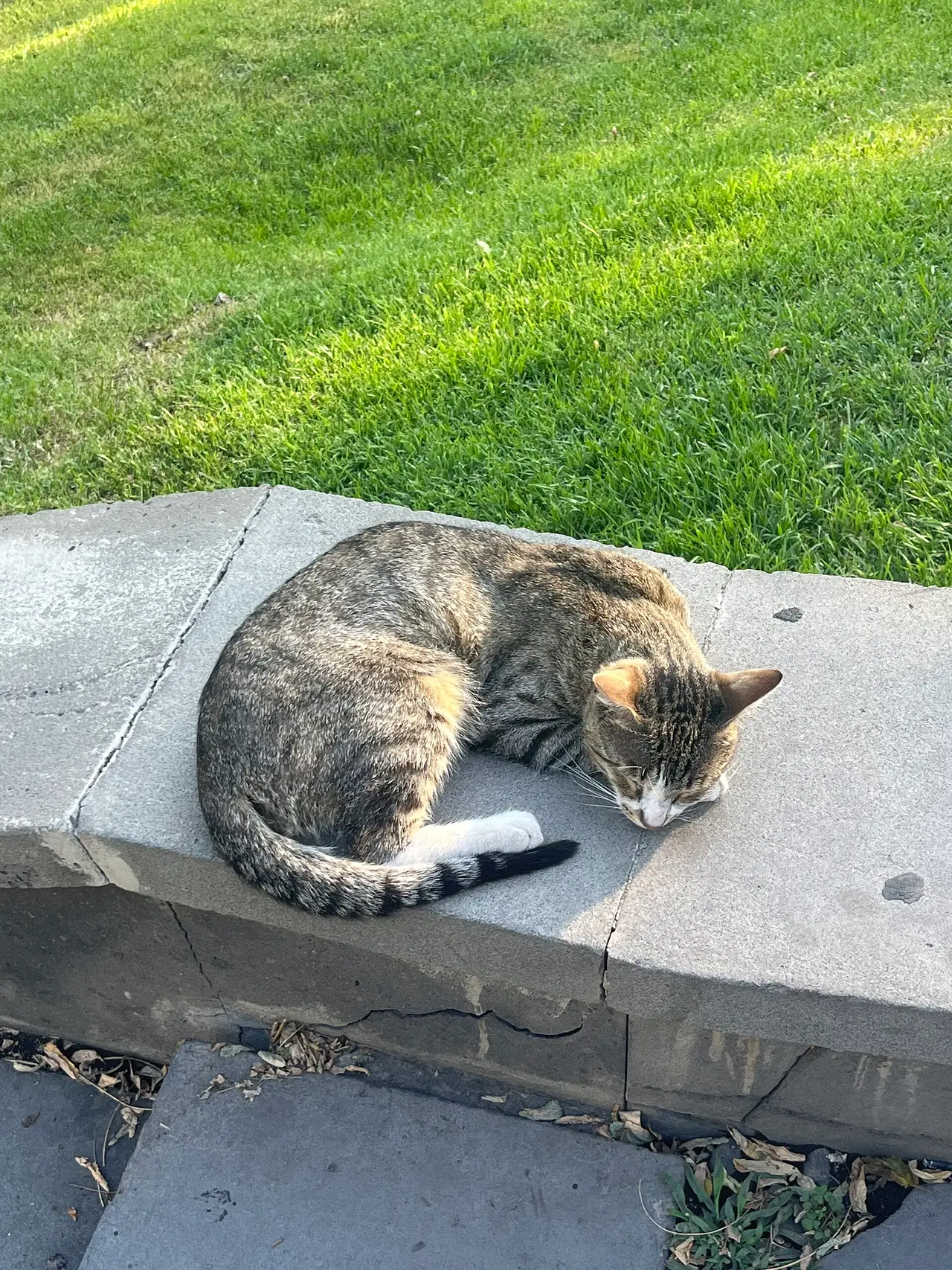 A striped cat asleep on a stone ledge next to grass