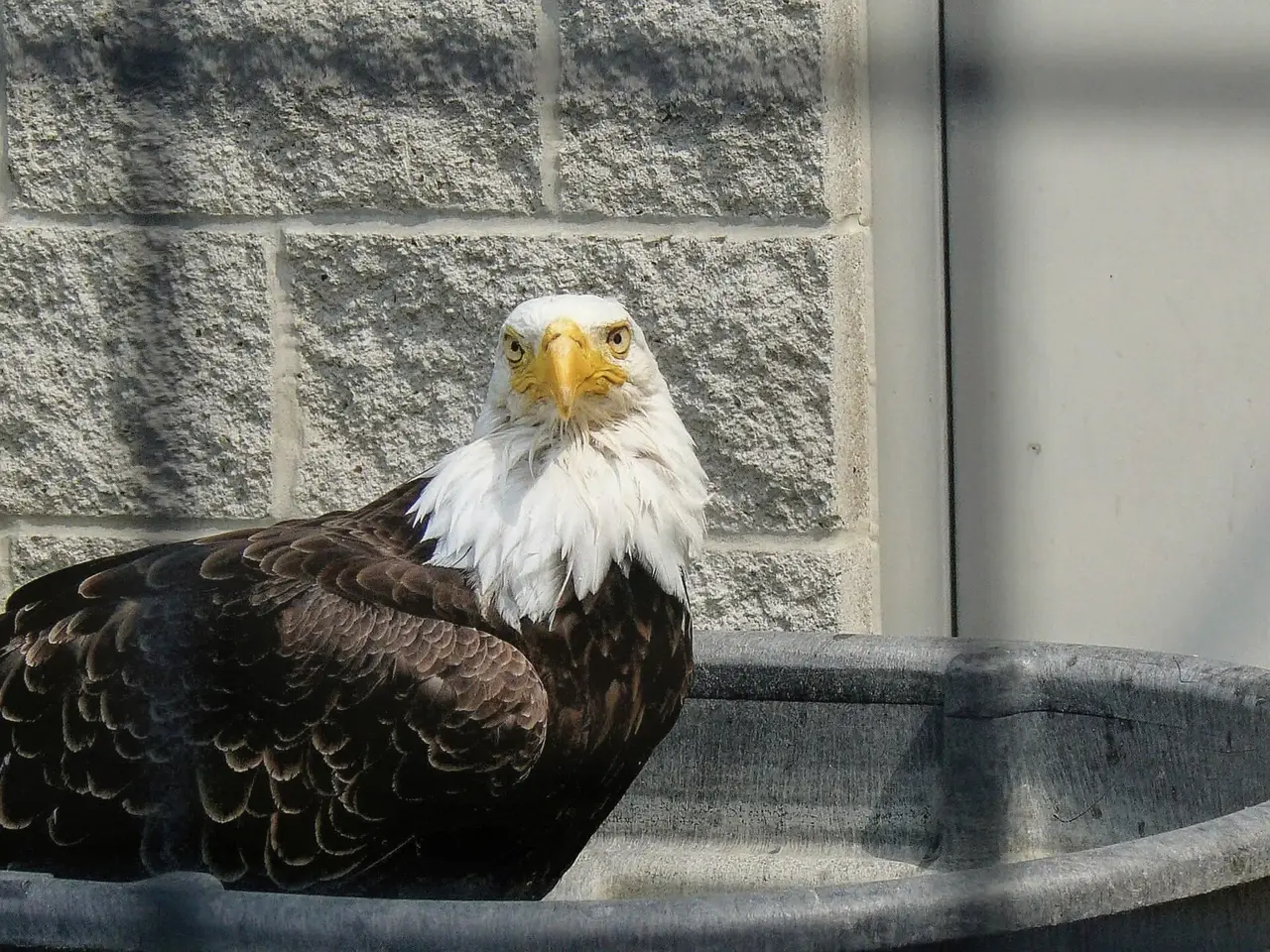 A bald eagle with a white head and yellow beak facing forward