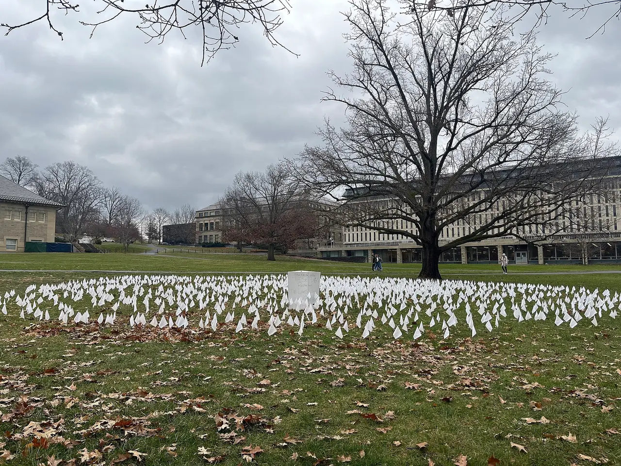 Many small white flags on a grass lawn beneath bare trees