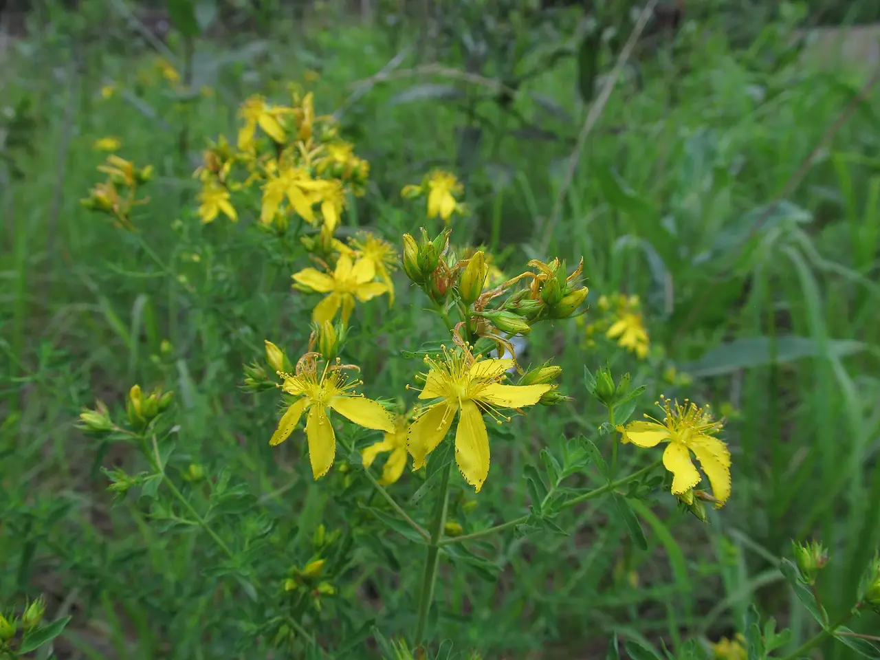 Yellow St John's wort flowers growing among green grass