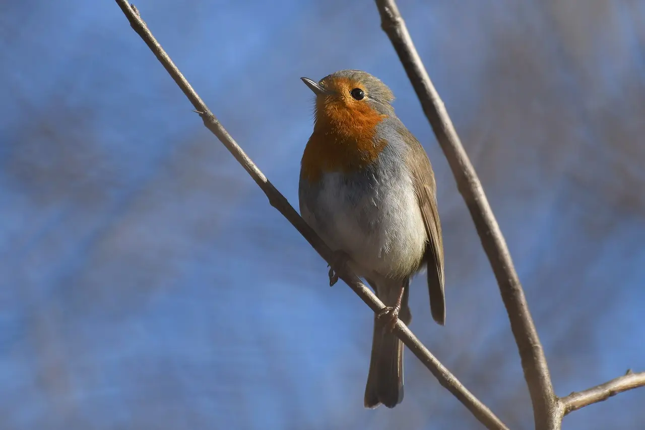 A small robin with an orange breast sitting on a branch