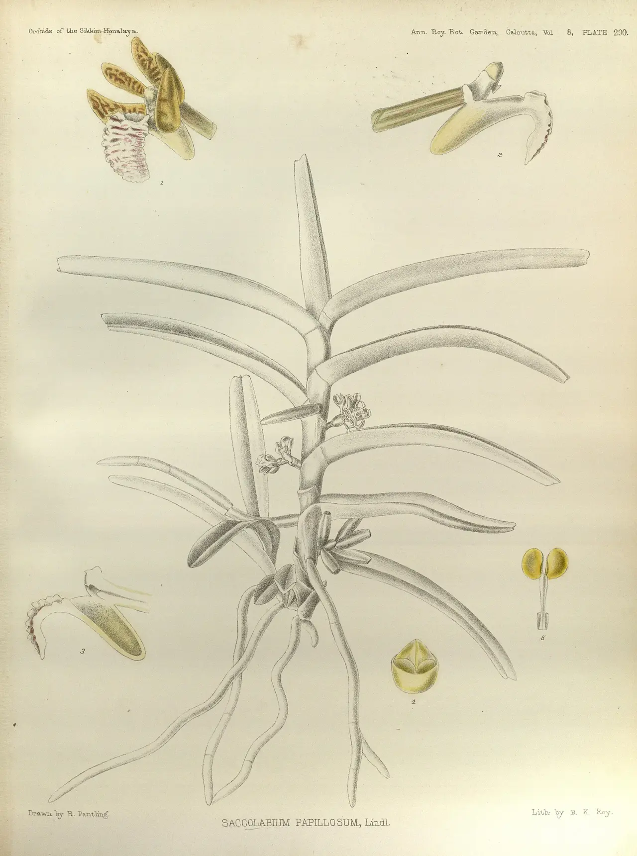 A pencil and colour botanical drawing of an orchid with flower details