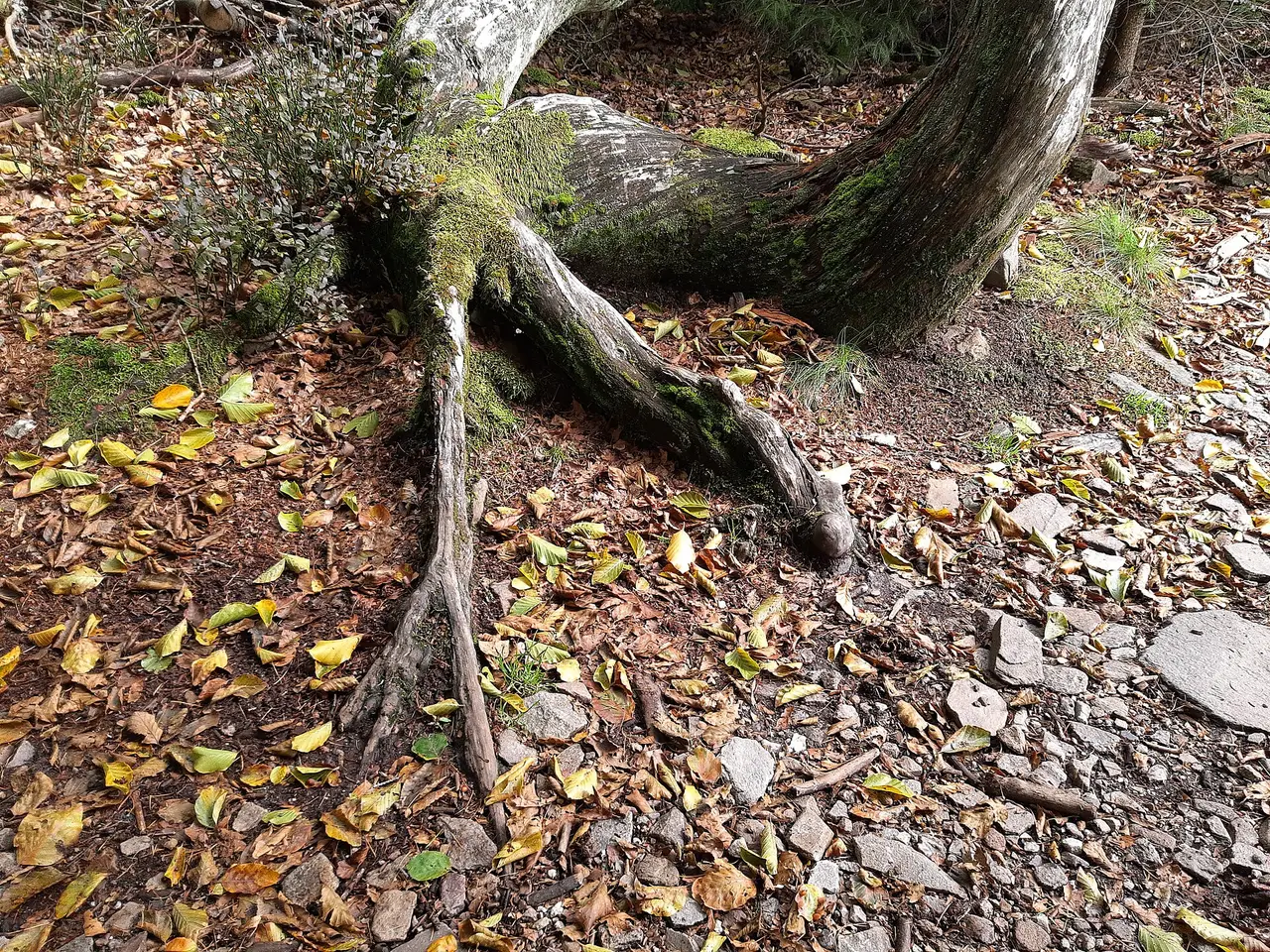 Exposed tree roots on a woodland floor covered in fallen leaves