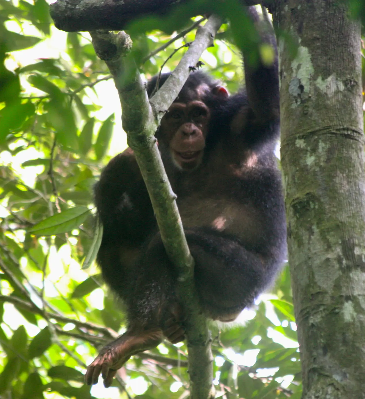 A West African chimpanzee looking towards the camera