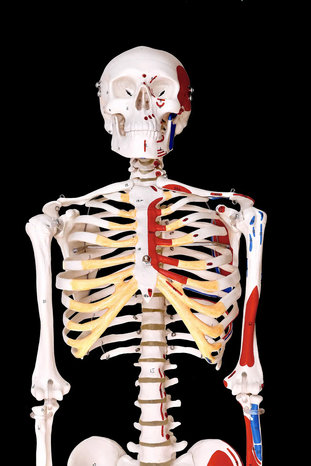 Front view of a human skeleton model with coloured muscle markings
