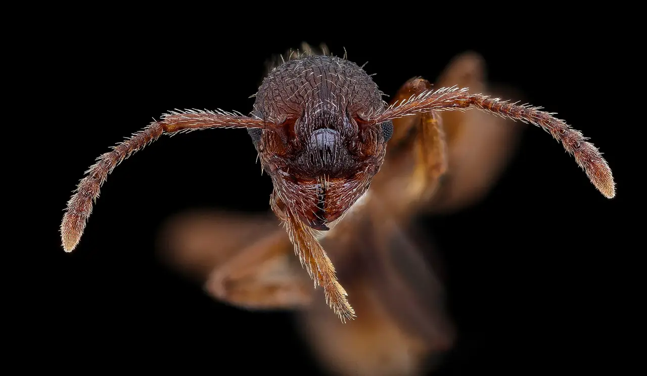 Close-up of a small ant's head and antennae on a black background