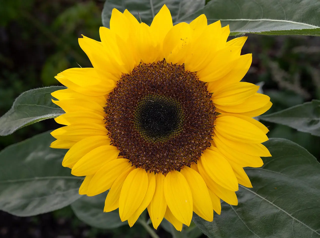 A yellow sunflower with a dark centre among green leaves
