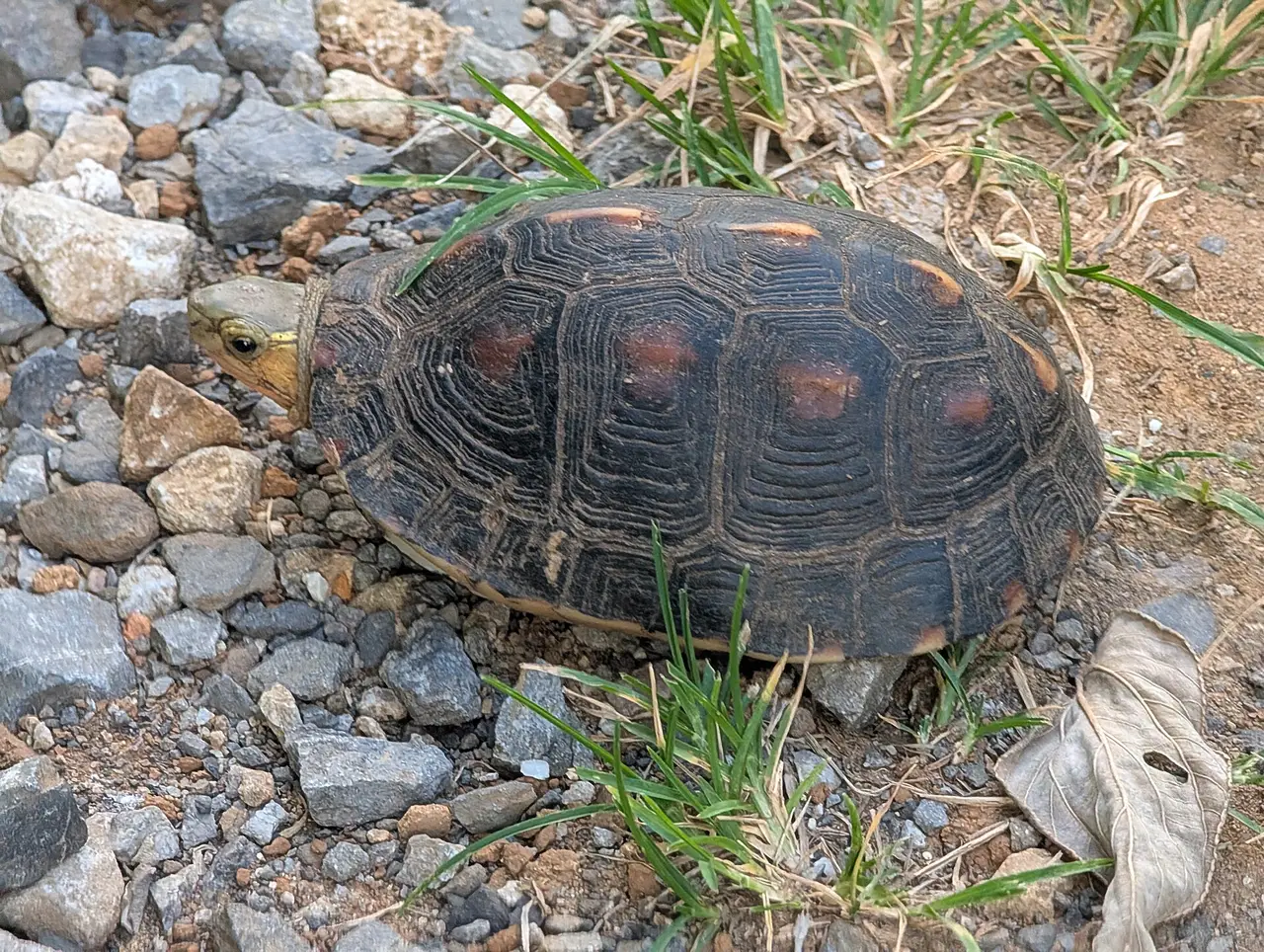 A tortoise with a dark shell on a gravel path