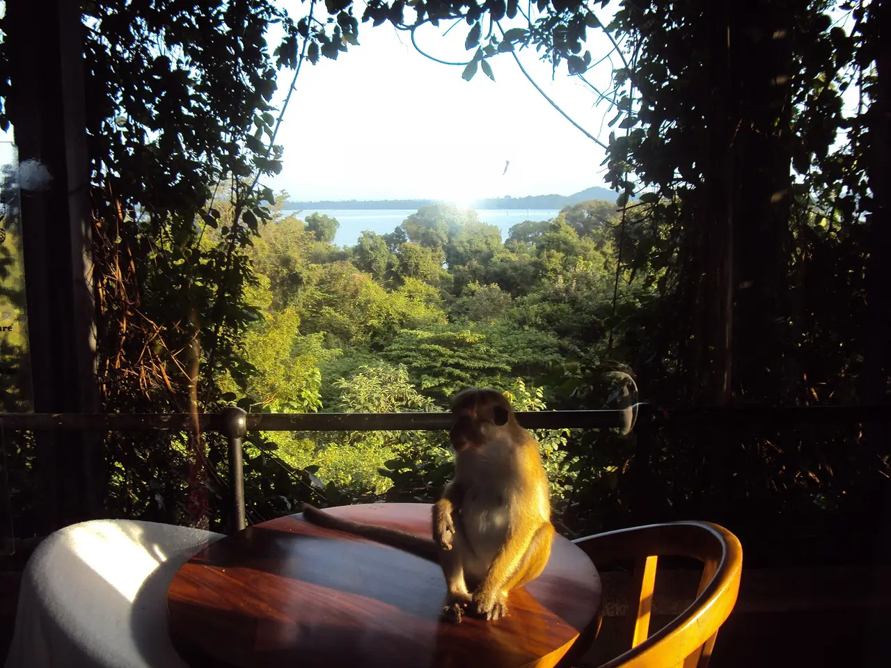 A monkey sitting on a balcony table above trees