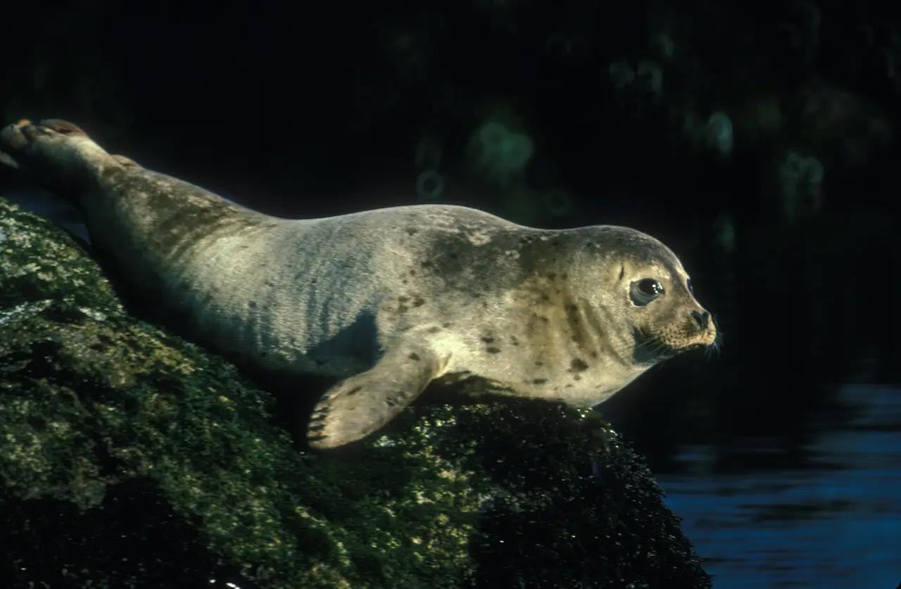 A grey spotted seal lying on a mossy rock beside dark water