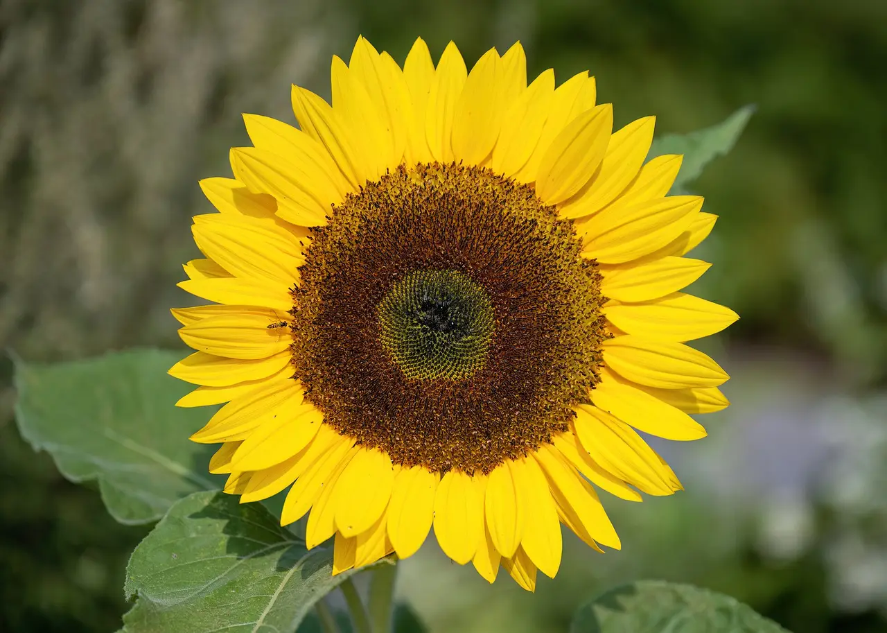 A yellow sunflower facing the camera with green leaves behind