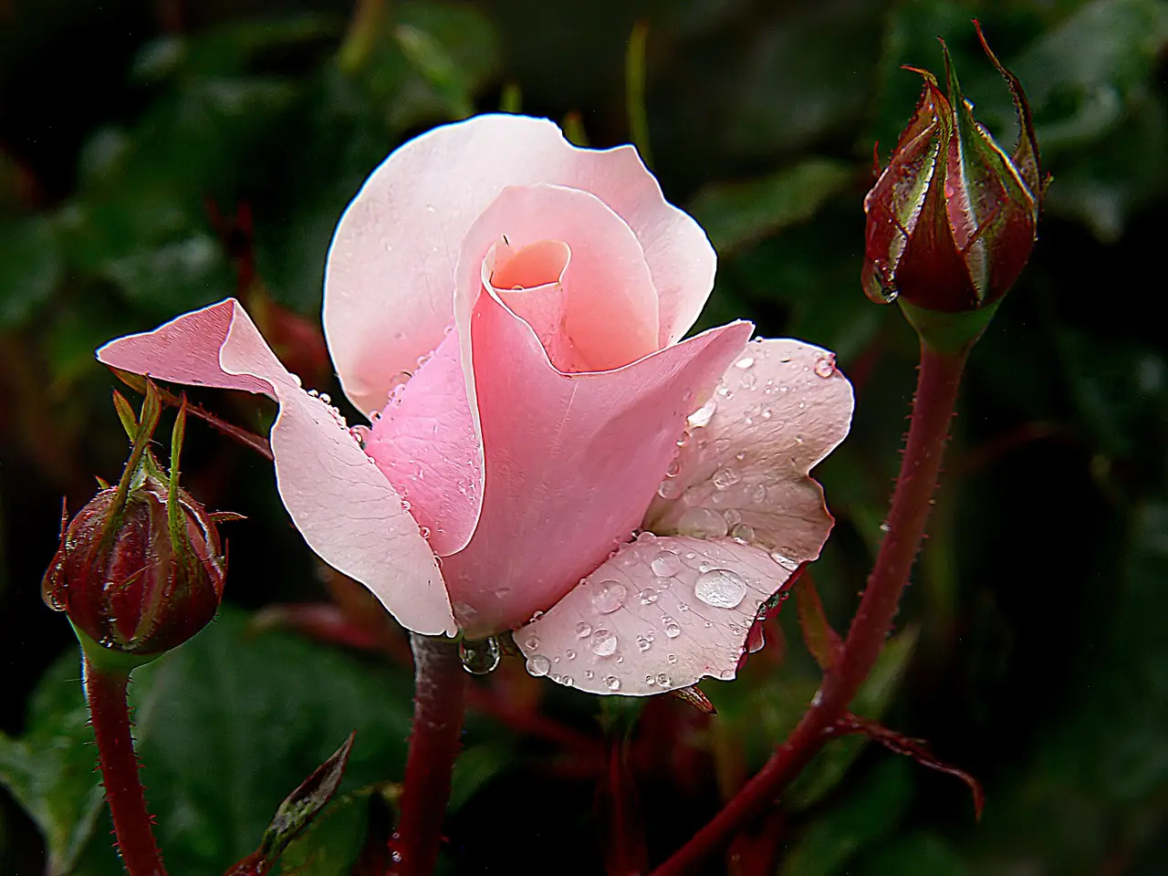 A pink rose with water droplets and two buds