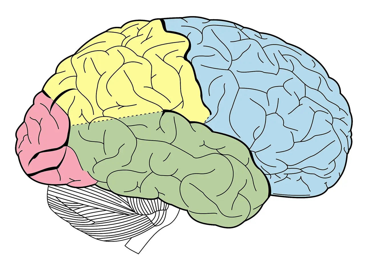 Colour-coded side view of the brain's lobes and cerebellum