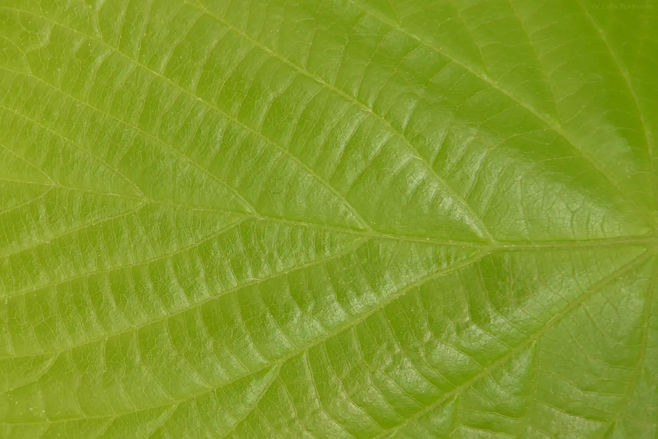 A green leaf with veins lit by sunlight