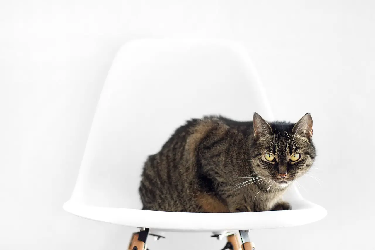 Striped tabby cat sitting on a white chair