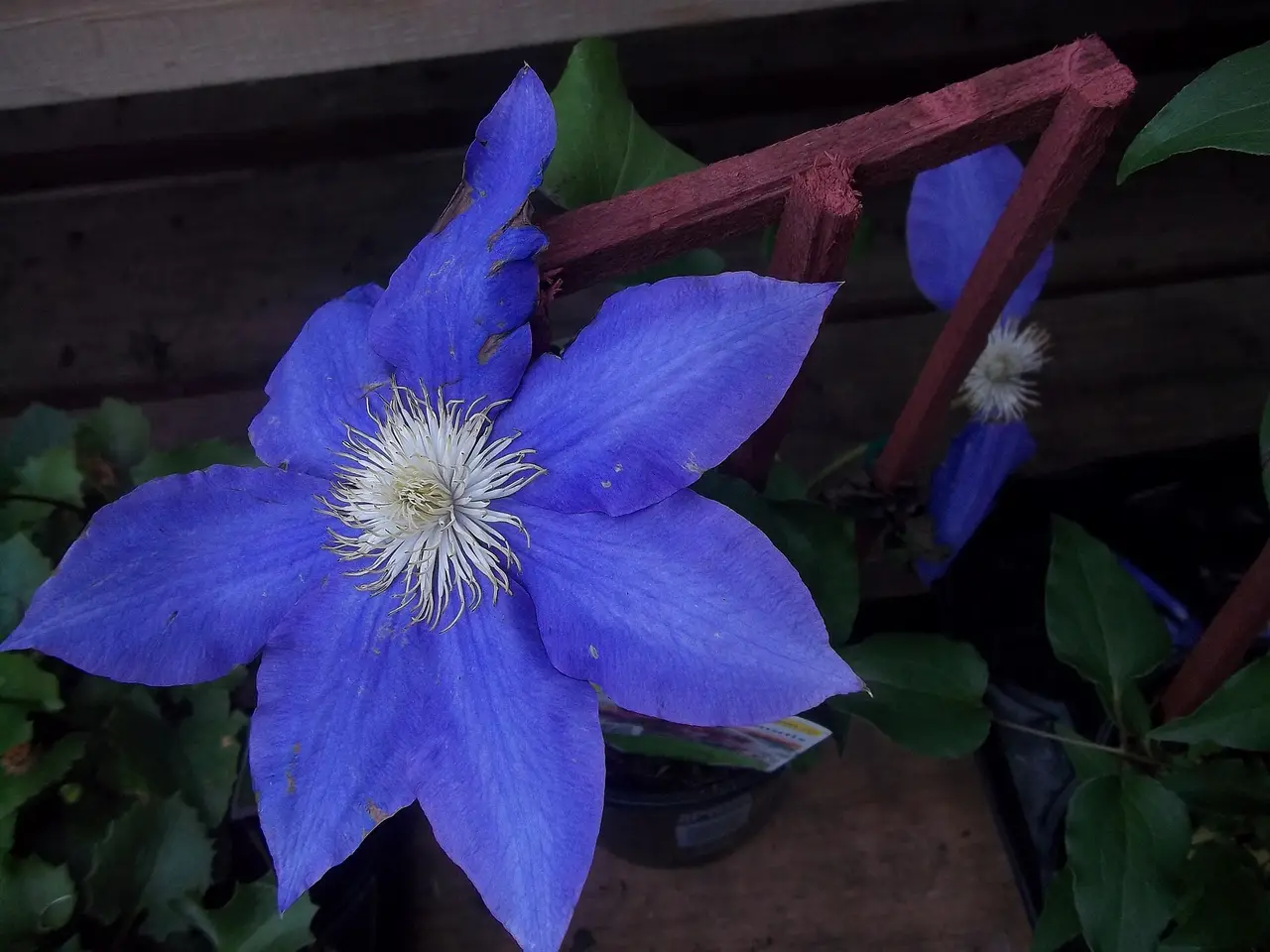 A blue clematis flower with a pale centre