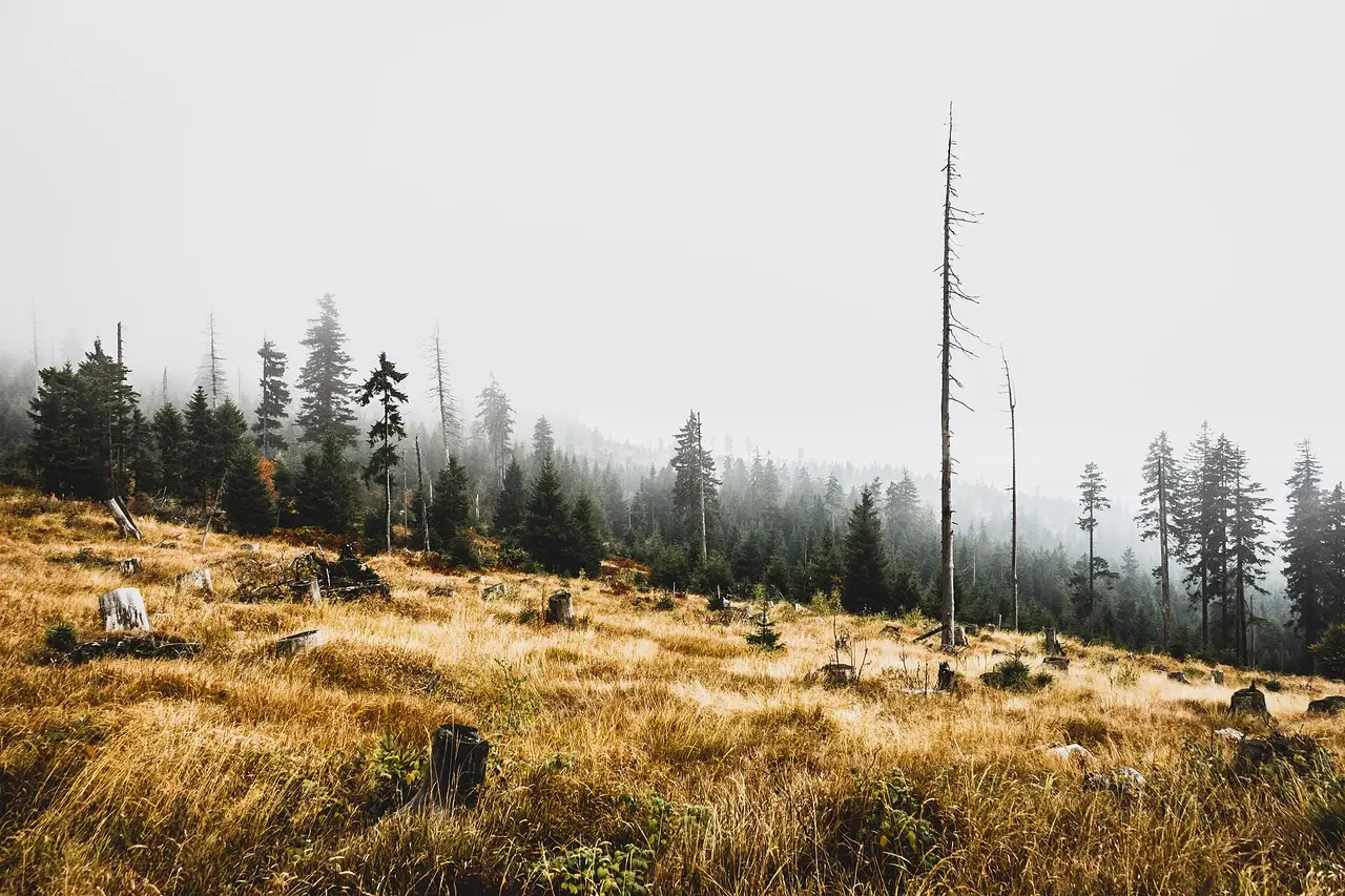 Dead trees and stumps in golden grass under mist