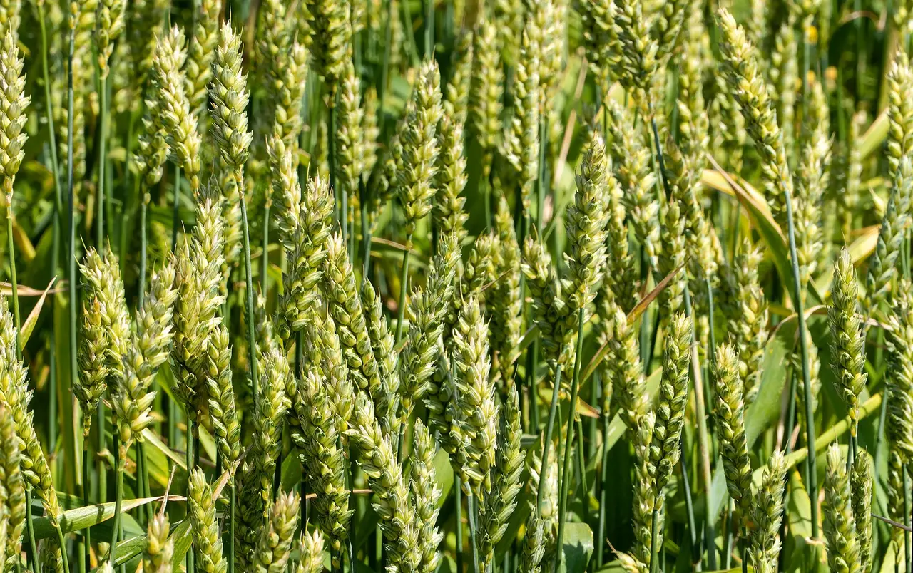 Dense green wheat ears growing close together in a field