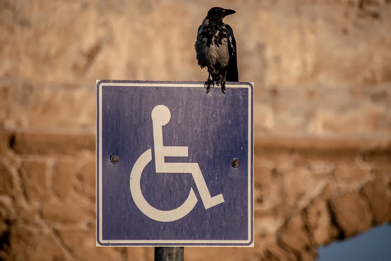 A crow sitting on a blue sign with the white wheelchair symbol