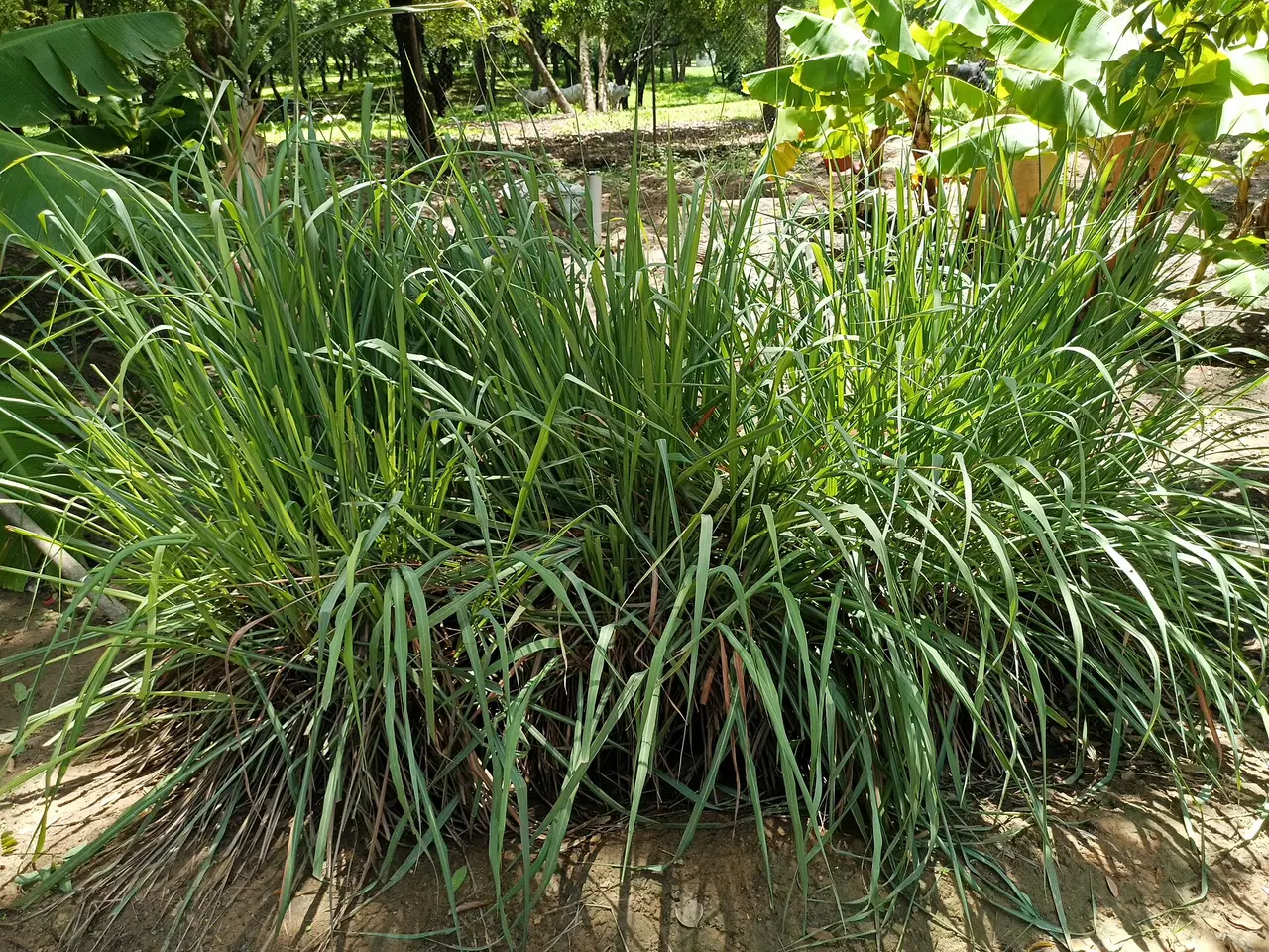 A tall clump of green lemongrass leaves growing in a garden