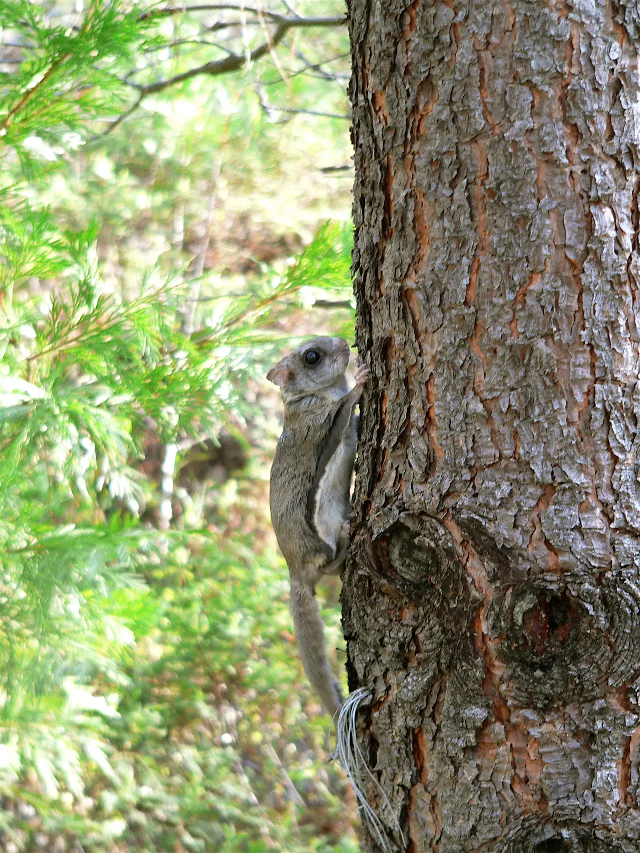 Small flying squirrel clinging to a tree trunk