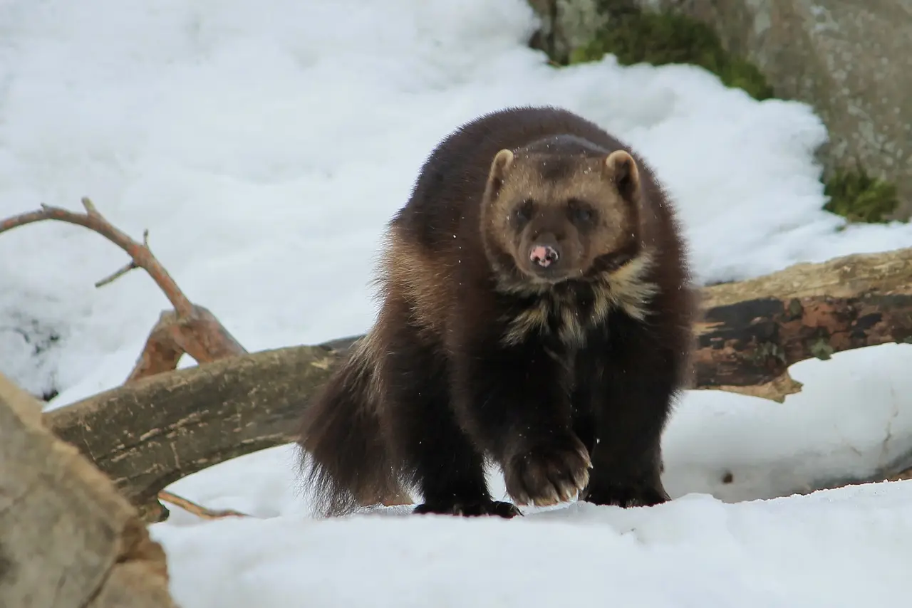 A dark brown wolverine walking across snow beside a fallen branch