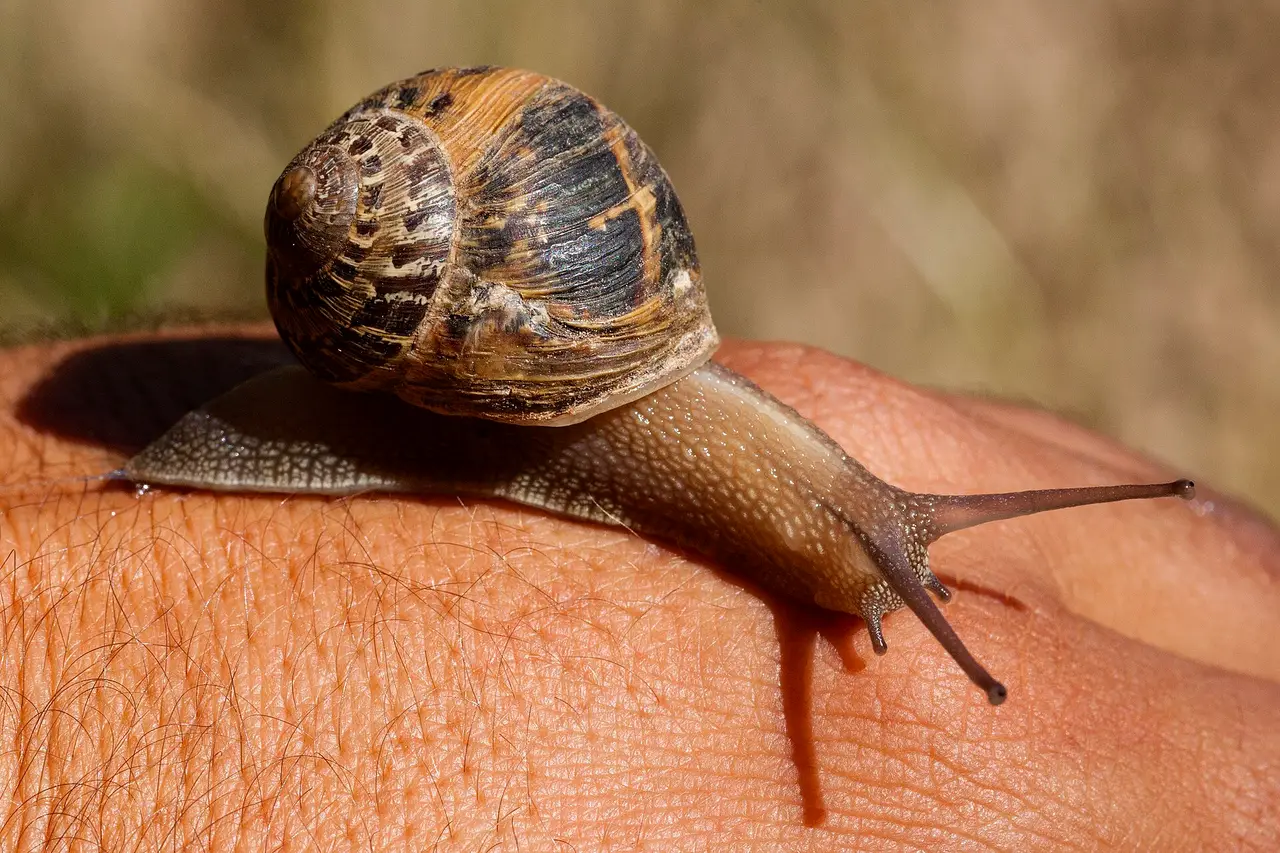 A brown banded garden snail crawling across the back of a hand