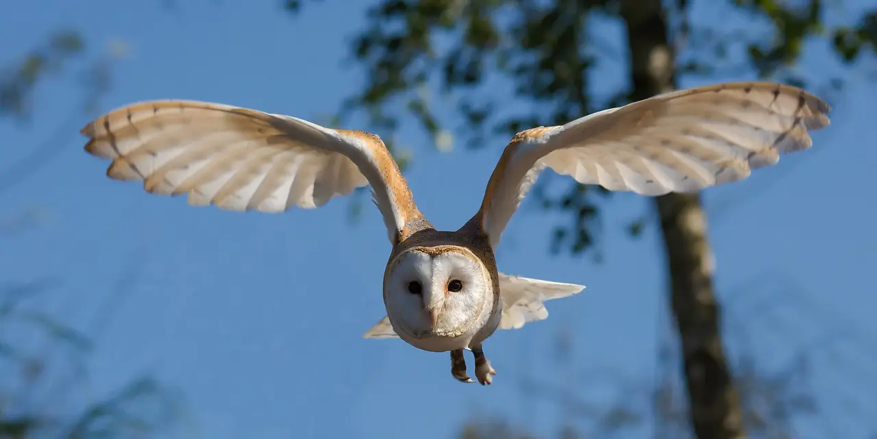 A pale barn owl with wings spread flying toward the camera