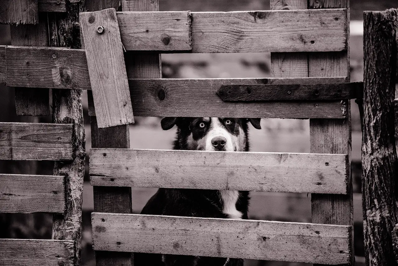 A dog's face between weathered wooden fence rails