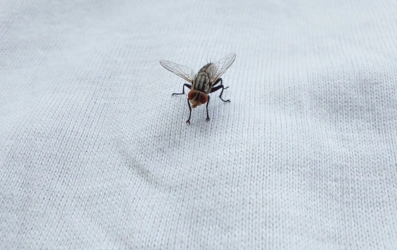 A housefly standing on white fabric